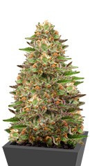 Green Gelato fem (RQS)