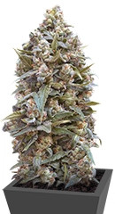 Auto 00 Kush fem (00 Seeds)