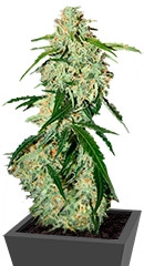 Big Bang Auto fem семена конопли