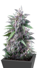 Blue Power fem (Vision Seeds)