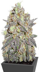 Critical Chronic fem (Sumo Seeds)