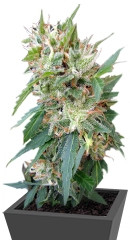 Buddha Deimos Auto fem (Buddha Seeds)