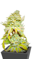 Grandmommy Purple fem семена конопли