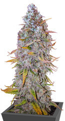 HighCloudZ Auto fem от Green House Seeds семена конопли