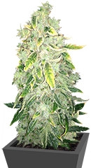 Kalashnikova fem (GHS)