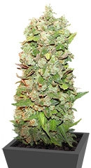 Mexican Airlines Auto fem (FastBuds)