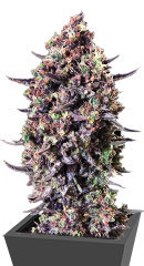 Punch Gelato #33 Auto fem (Cali Buds Seeds) семена конопли