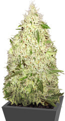 Sumo's Big Bud fem (Sumo Seeds)