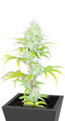 Wedding Cake fem (Barney's Farm) семена конопли