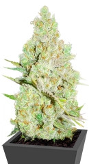 1024 fem (Medical Seeds)