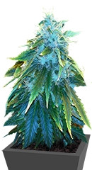 AK 48 fem семена конопли