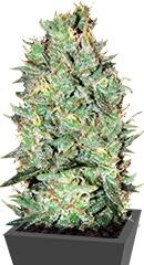 Amnesia Platinum fem (Bulk Seed Bank)