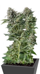 Auto Northern Lights fem семена конопли Pyramid Seeds