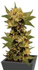 Big Band Max Auto fem (Kannabia Seeds)