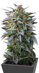 Blue Mystic fem (RQS)