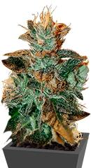 Cataract Kush regular (DNA Genetics)