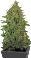 Critical Kush Auto (Critical Rapido Auto) fem (Barney's Farm)