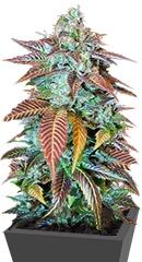 Lemon Kush Headband fem (Humboldt Seeds)