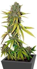 Lemon Skunk fem (DNA Genetics)