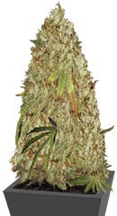 Night Night fem (KFC Seeds)