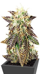 Rhino Ryder Auto fem (FastBuds)