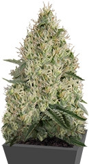 Sin Tra Bajo Auto fem (Barney's Farm)