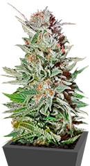 Super Lemon Haze Auto fem (GHS)