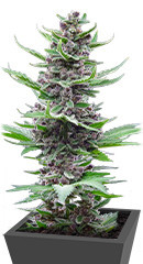 Tropicana Cookies Auto fem (FastBuds)