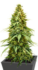 Amnesia Haze fem (Amsterdam Seeds)