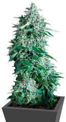 Anubis fem (Pyramid Seeds)