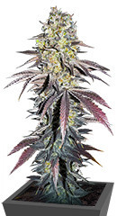 Black Cherry Gushers fem (Barney's Farm)