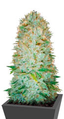 Critical fem (Victory Seeds)