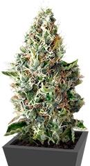 Dinamex fem (Dinafem Seeds)