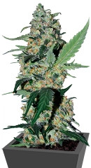 Green Poison F1 Fast Version fem (Sweet Seeds)