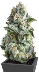 Jack Herer fem (Trikoma Seeds)