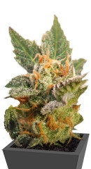 Kritic 70 Auto fem (Kannabia Seeds)