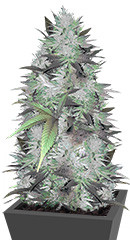 Mighty Mango Bud fem (Vision Seeds)
