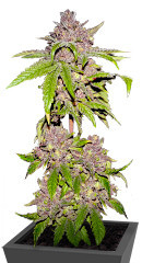 Papaya Sherbet fem (FastBuds) семена конопли