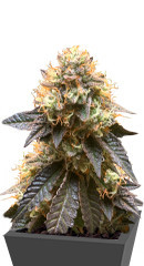 Runtz Punch fem (Herbies Seeds)