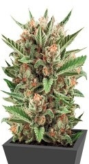 Sweet Skunk Automatic fem (RQS)