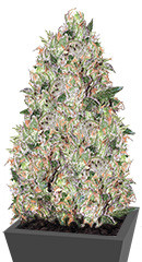 Tom Kush OG fem (Vision Seeds)