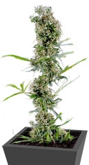 Arjan's Haze #2 fem (GHS)