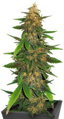 Blackberry Moonrocks Auto fem (AlphaFem Seeds) семена конопли