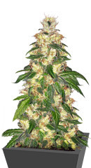 Blue Gelato 41 fem (Barney's Farm)