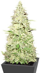 Blue Nitro Haze fem (Sumo Seeds)