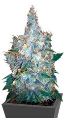 Auto Blueberry Berry fem (Bulk Seed Bank)