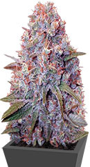 Caramelino fem (Victory Seeds)