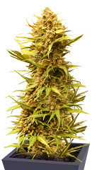 Critical XXL Auto fem (Herbies Seeds)