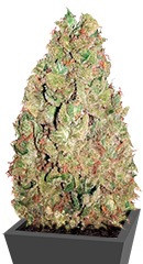Krippleberry Auto fem (Dr. Krippling Seeds)