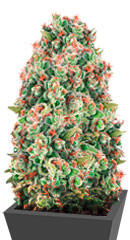 Mandarine 47 fem (Anesia Seeds)